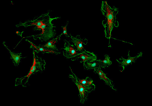 Células de fibroblastos en cultivo photo