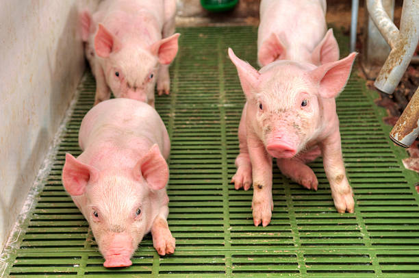 istock Baby pig in a pigsty 506119802