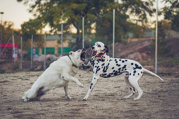 due cani giocando con bocca aperta - three legged race foto e immagini stock