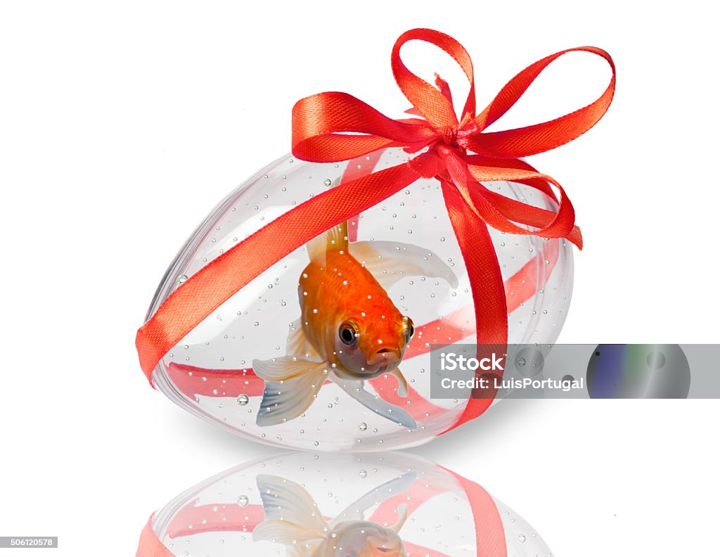 Transparent Easter Egg With A Red Fish Stock Photo - Download Image Now -  Easter Egg, Fish, Humor - iStock