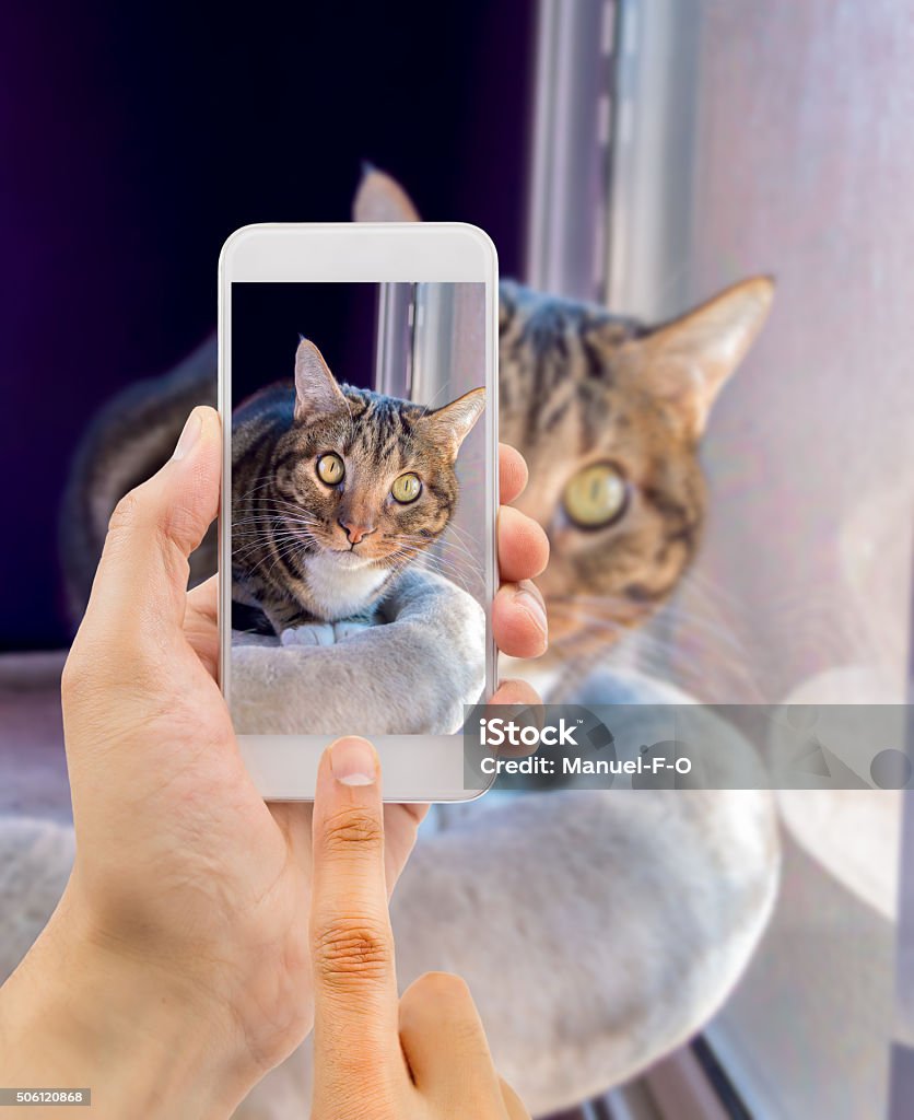 my cute cat man shooting a picture with the smartphone to his cat Domestic Cat Stock Photo