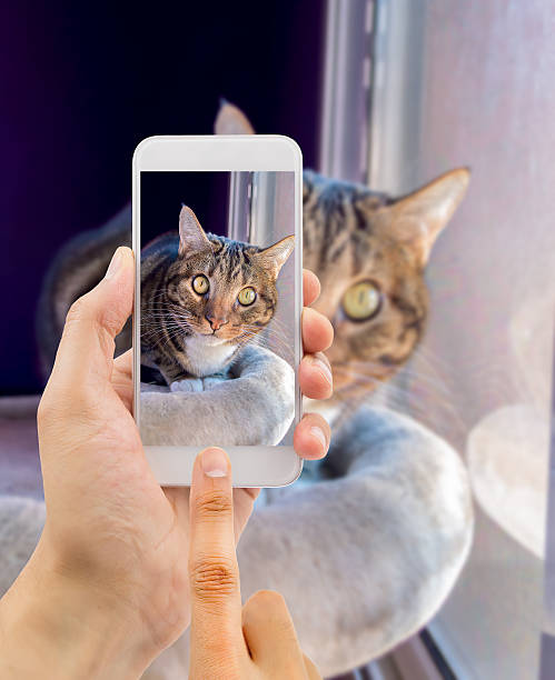 my cute cat man shooting a picture with the smartphone to his cat animal whisker photos stock pictures, royalty-free photos & images