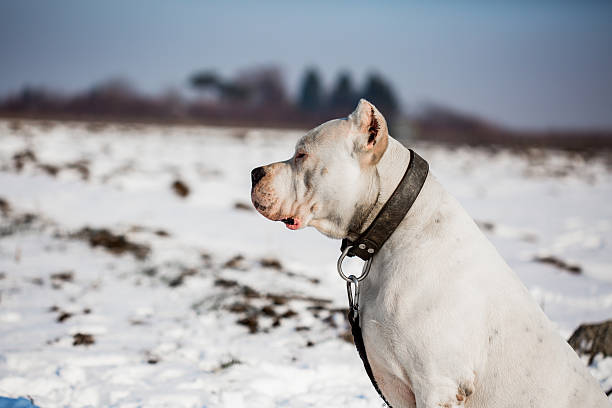 740+ Dogo Argentino Stock Photos, Pictures & Royalty-Free Images - iStock | Pitbull, Cane corso, Lagotto romagnolo