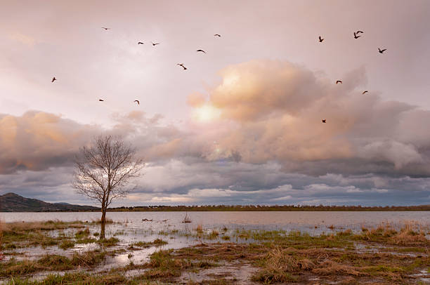 atardecer en el lago - waterbirds fotografías e imágenes de stock