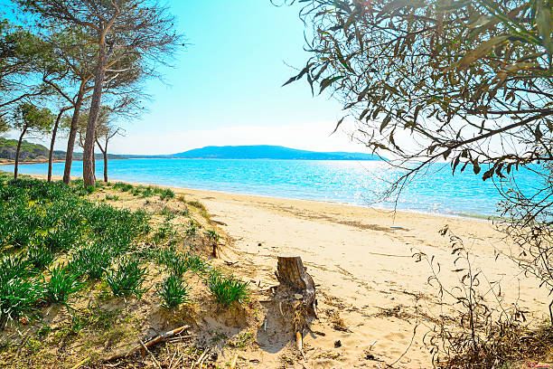 istock Mugoni pine forest by the sea 506123152