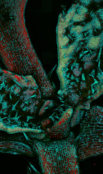 と trichomes arabidopsis リーブズ - arabidopsis thaliana ストックフォトと画像