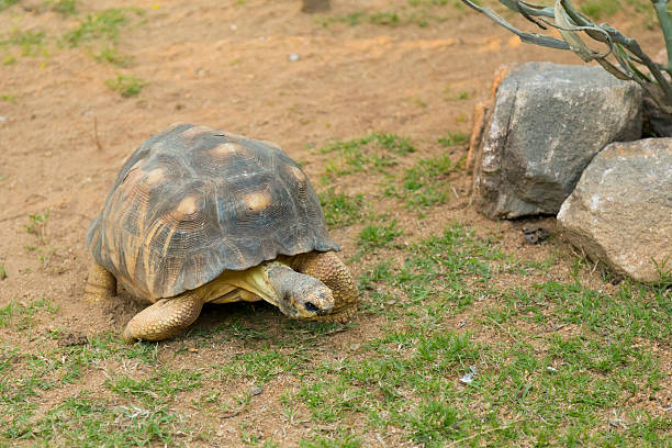istock Slow Madagascar turtle walking on a park 506123952