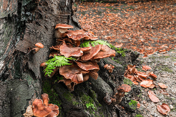 cogumelos da floresta - 2802 - fotografias e filmes do acervo