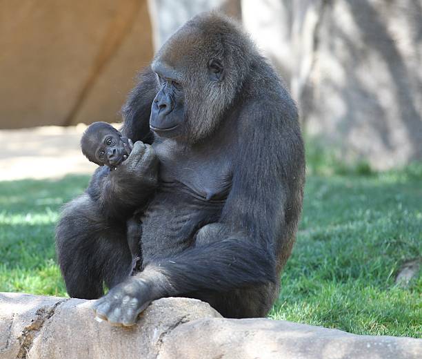 istock Mother gorilla holding baby 506124678