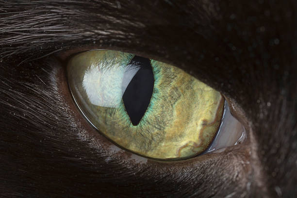 chats eye close-up - animal retina photos et images de collection