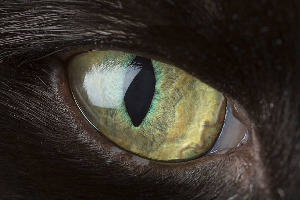 cats eye close-up - dieren netvlies stockfoto's en -beelden