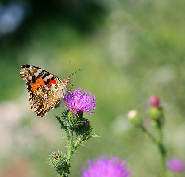 istock butterflies on flowers 506128799