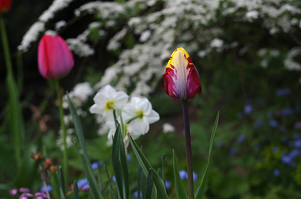 istock red and yellow striped tulips on a flowerbed close-up 506129521