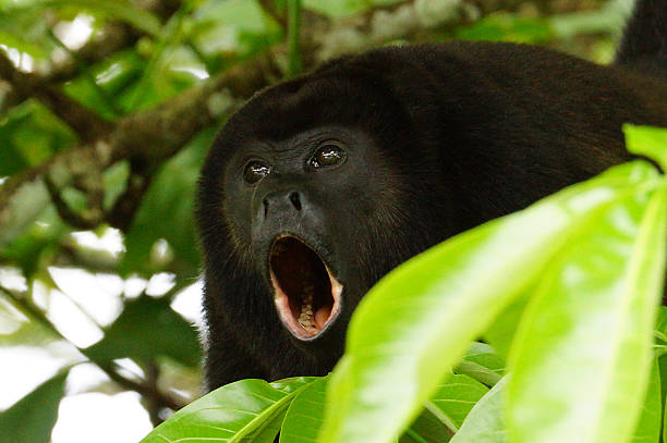 istock Golden-mantled howler 506129631