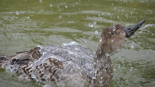 like water off a duck's back - gevlekte eend stockfoto's en -beelden