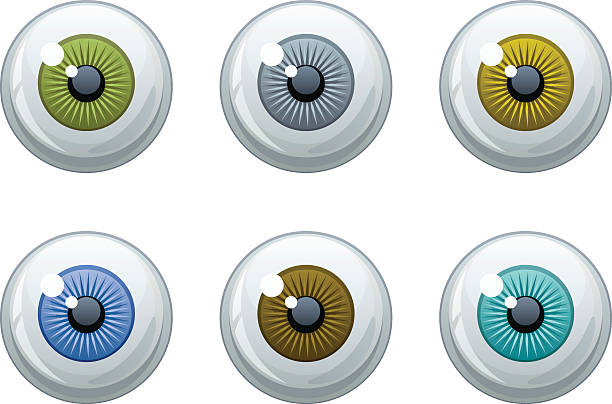 Eye set Eye set on a white background animal retina illustrations stock illustrations