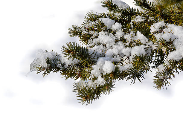 istock Snow on green pine branch in winter 506130986