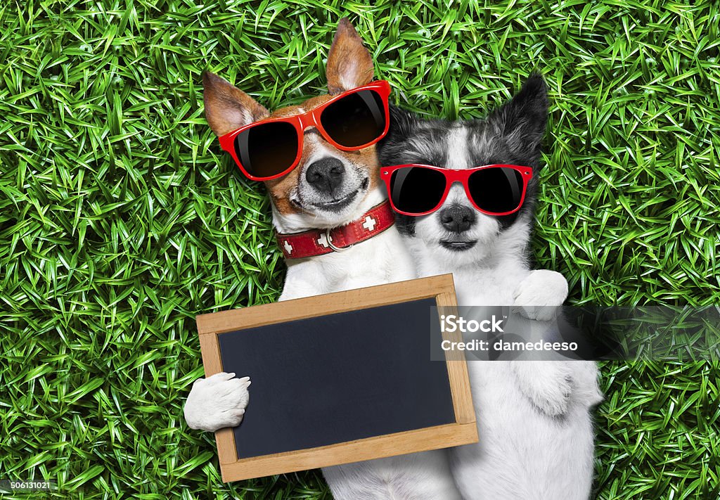 couple in love couple of dogs in love very close together lying on grass holding a blank and empty blackboard as a banner Animal Stock Photo