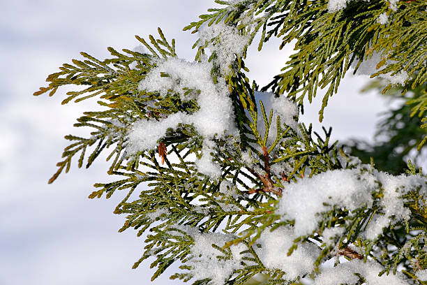 istock Snow on green pine branch in winter 506131168
