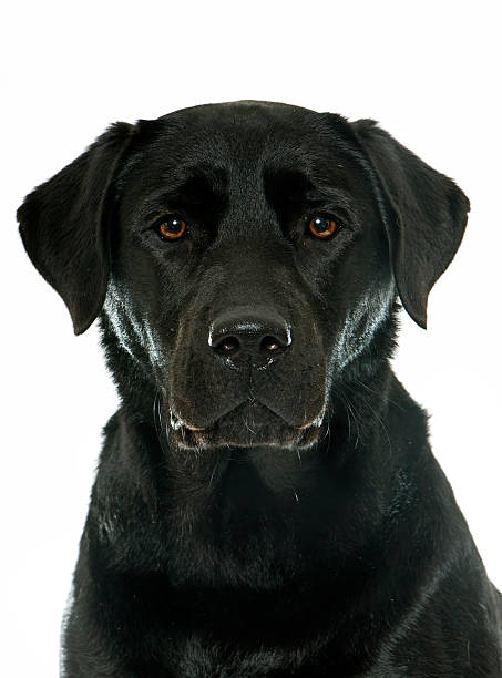 istock female black labrador retriever 506131676