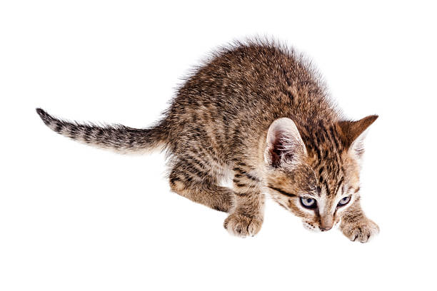 Small kitten a lovely small kitten isolated over a pure white background prionailurus bengalensis stock pictures, royalty-free photos & images