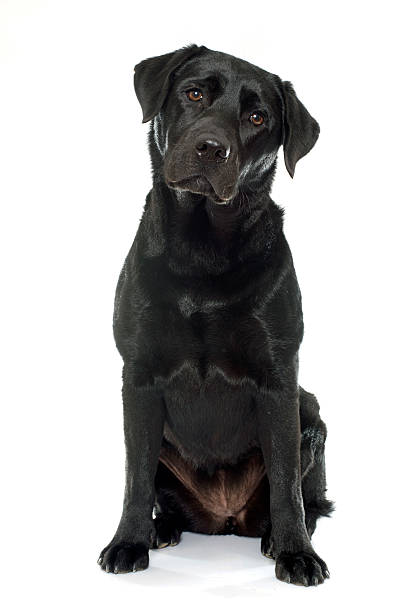 istock female black labrador retriever 506131746