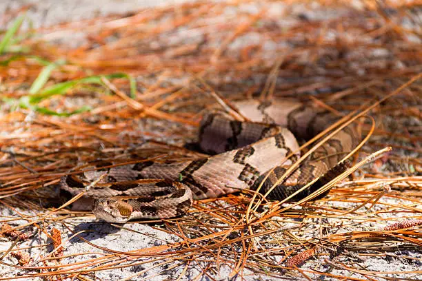 Photo of Slithering Timber Rattlesnake