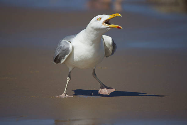 Squawking Seagull A squawking herring gull (Larus argentatus) at the beach. seagull photos stock pictures, royalty-free photos & images