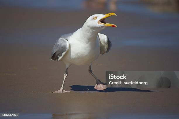 Squawking Seagull Stock Photo - Download Image Now - Seagull, Anger, Aggression