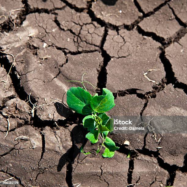 Green - Fotografias de stock e mais imagens de Ao Ar Livre - Ao Ar Livre, Castanho, Conceito