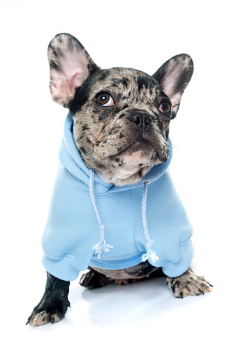 dressed puppy french bulldog in front of white background