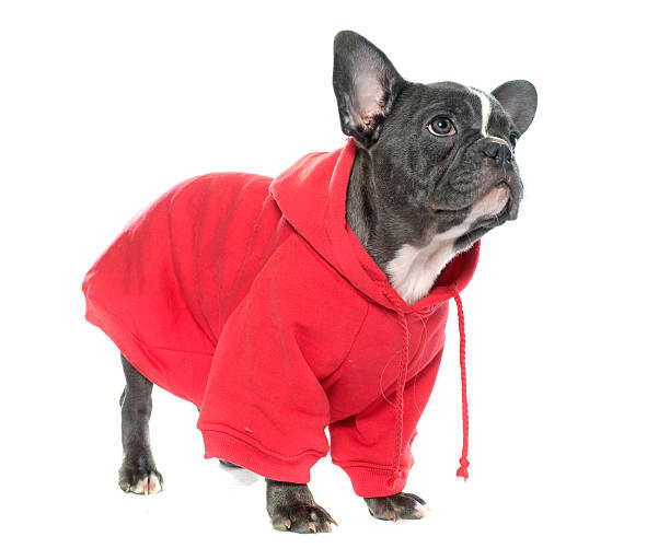 istock dressed puppy french bulldog 506132284