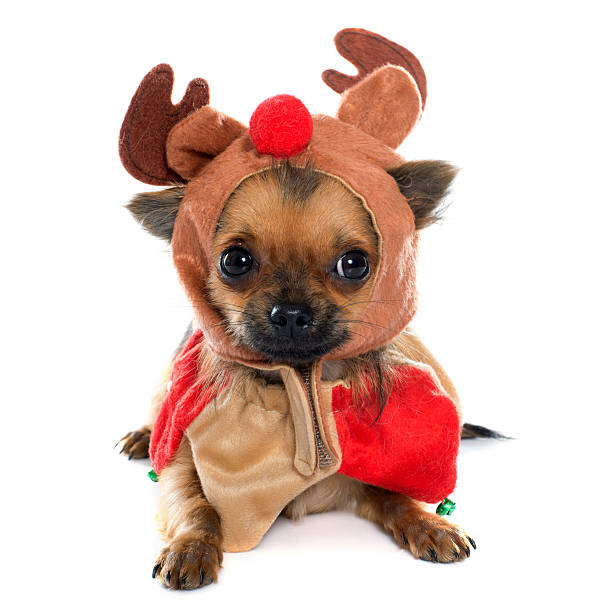 istock dressed puppy chihuahua in studio 506132354