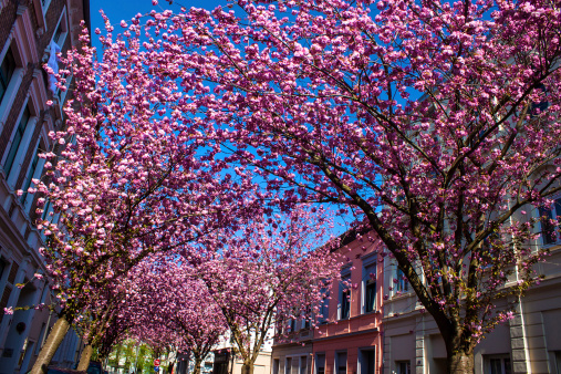 Rows of cherry blossom trees on Heerstrasse in Bonn, Germany