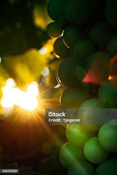 Green Grapes Stock Photo - Download Image Now - Agriculture, Bunch, Food and Drink