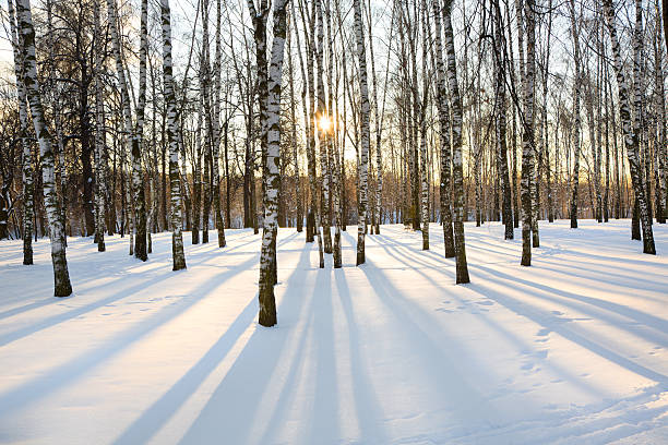 istock winter birch wood on sunset time 506132559