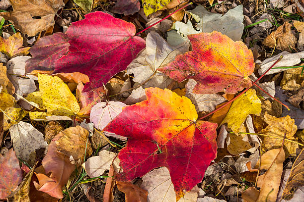 istock colorful autumn leaves 506132630