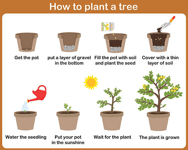 ilustrações de stock, clip art, desenhos animados e ícones de o crescimento de plantas. - gardening vegetable garden action planting