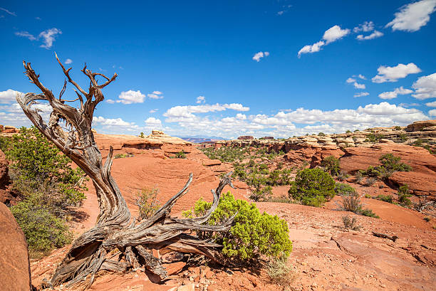istock Wild landscape, USA. 506132862