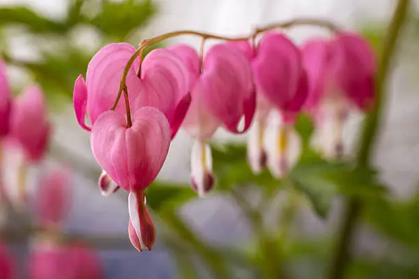 Row of bleeding heart blossoms hanging on curved stem