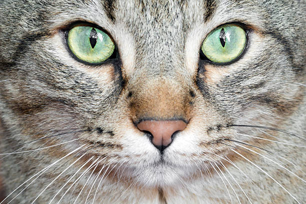 istock Detail cat eyes 506133156