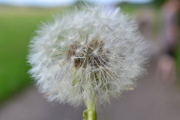 dandelion Dandelion in front of the street, close to the shot. vermehrung stock pictures, royalty-free photos & images