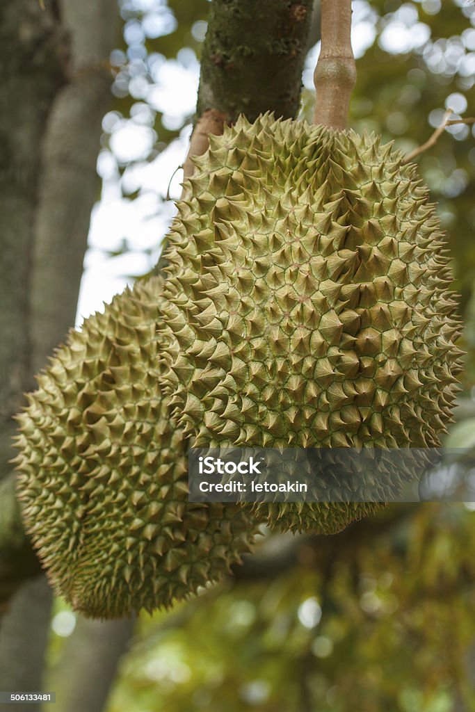 Durian Asia Stock Photo