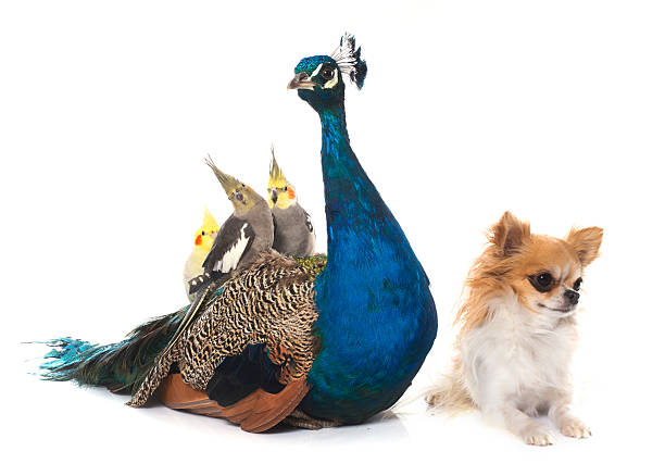 istock chihuahua, peacock and  calopsitte 506133600