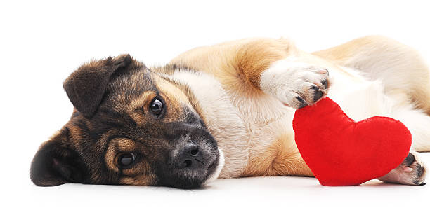 cão com coração. - valentines day friendship puppy small - fotografias e filmes do acervo