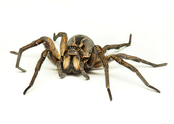 aranha armadeira - white animal eye arachnid australia imagens e fotografias de stock