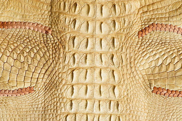 istock Golden crocodile skin texture 506133876