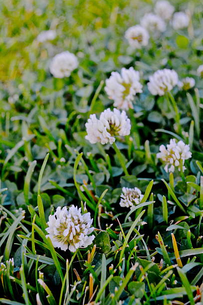 Lucky clover patch stock photo