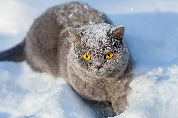 istock Covered with snow cat sitting in snow 506134214