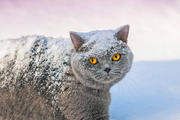 istock Covered with snow cat walking in snow in winter 506134248